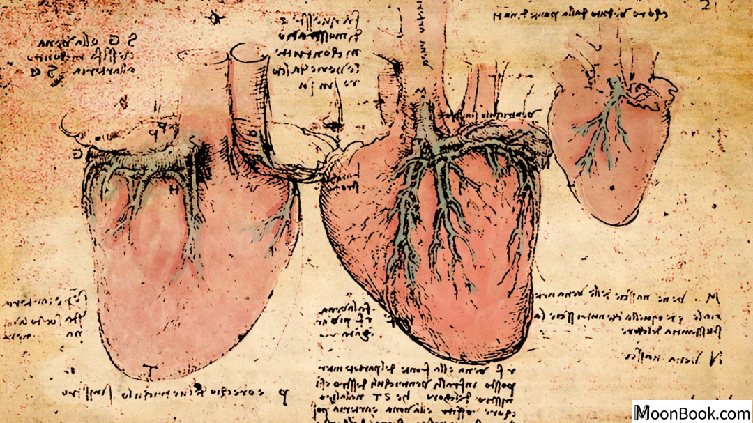 《自然》：回答500年前达芬奇的疑问，揭示人类心脏未知的秘密