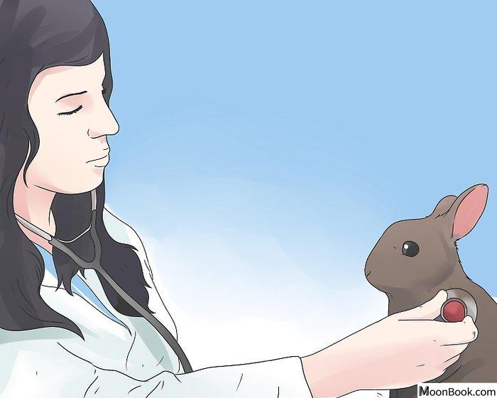 以Care for Mini Lop Rabbits Step 16为标题的图片