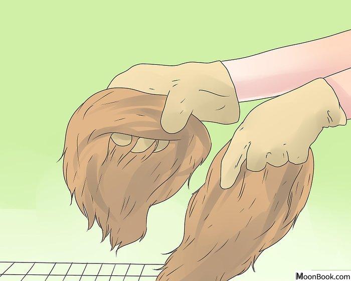 以Care for Mini Lop Rabbits Step 2为标题的图片