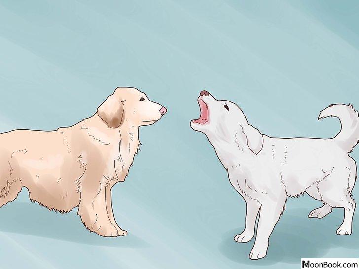 以Break Up a Dog Fight Step 1为标题的图片