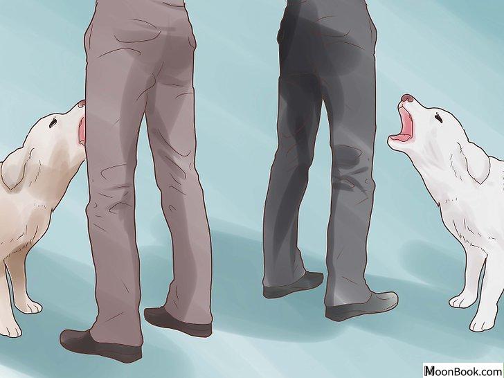 以Break Up a Dog Fight Step 10为标题的图片
