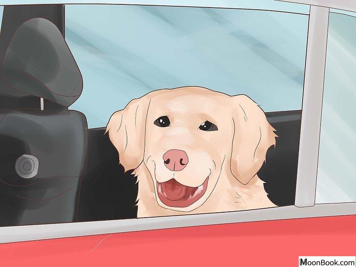 以Break Up a Dog Fight Step 11为标题的图片