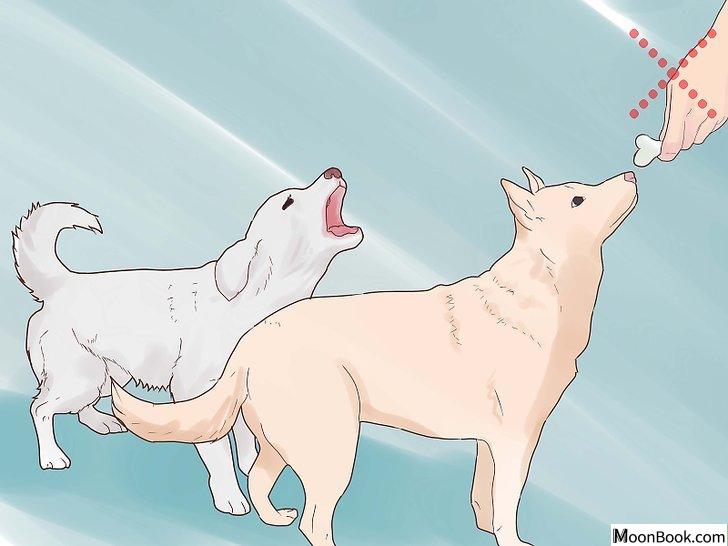 以Break Up a Dog Fight Step 12为标题的图片