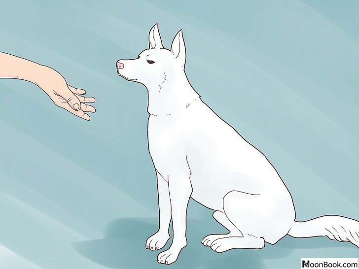 以Break Up a Dog Fight Step 14为标题的图片
