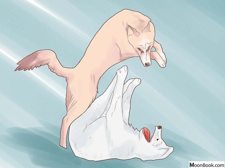 以Break Up a Dog Fight Step 3为标题的图片
