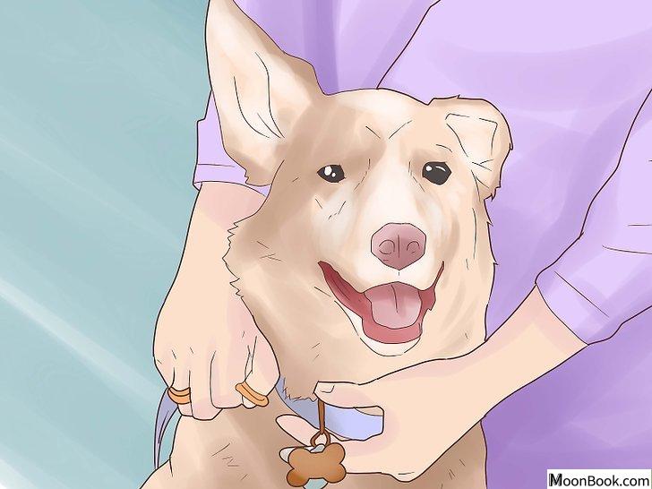 以Break Up a Dog Fight Step 4为标题的图片