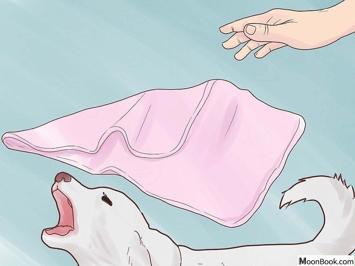 以Break Up a Dog Fight Step 9为标题的图片