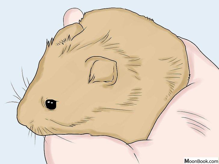 以Breed Hamsters Step 1为标题的图片