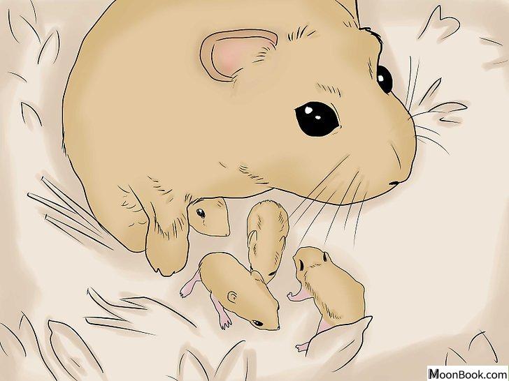 以Breed Hamsters Step 16为标题的图片