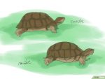 以Breed Turtles Step 1为标题的图片