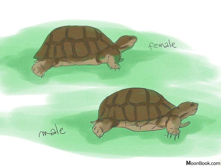 以Breed Turtles Step 1为标题的图片