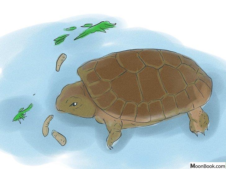 以Breed Turtles Step 16为标题的图片
