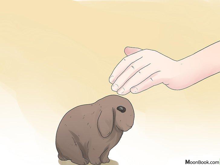 以Care for Mini Lop Rabbits Step 10为标题的图片