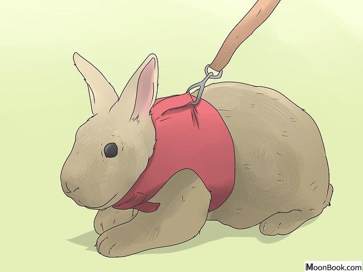 以Care for Mini Lop Rabbits Step 11为标题的图片