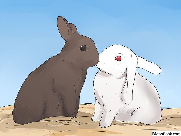 以Care for Mini Lop Rabbits Step 13为标题的图片