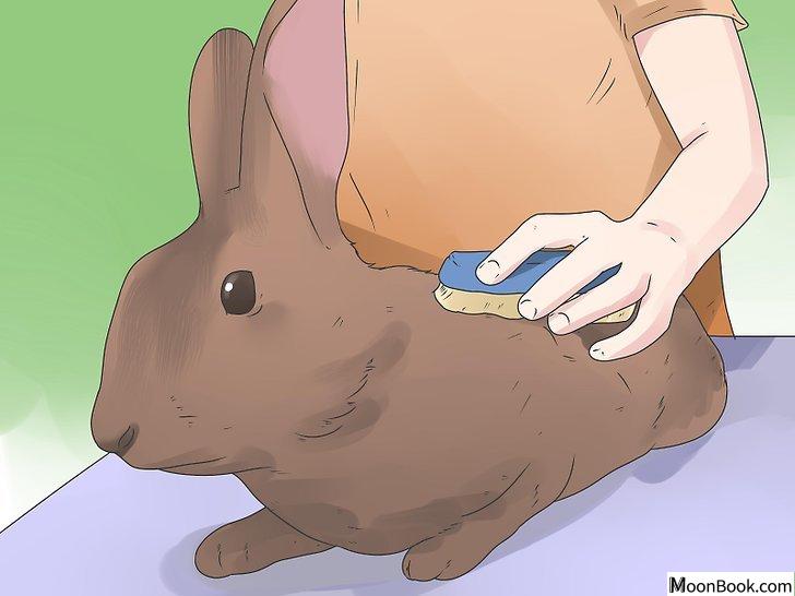 以Care for Mini Lop Rabbits Step 15为标题的图片