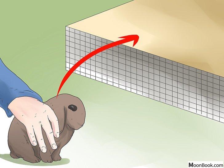 以Care for Mini Lop Rabbits Step 4为标题的图片
