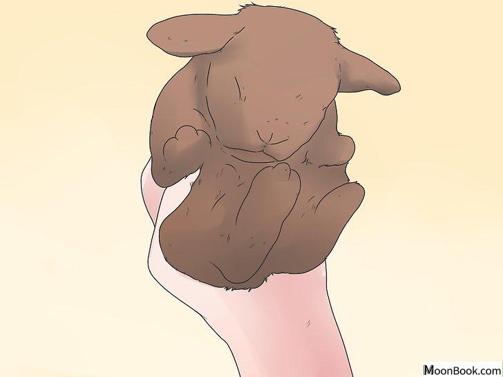 以Care for Mini Lop Rabbits Step 9为标题的图片