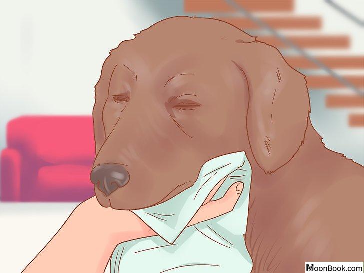 以Care for a Dog After It Has Just Vomited Step 3为标题的图片