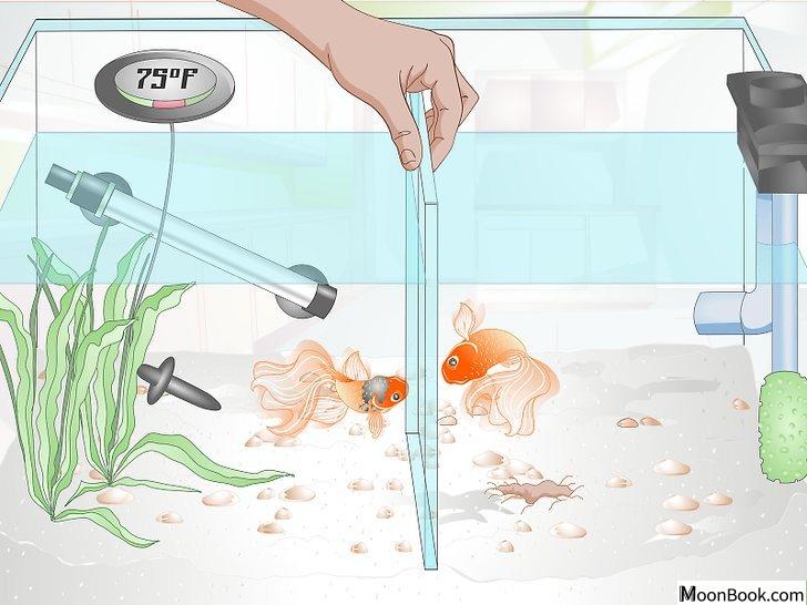 以Care for a Fantail Goldfish Step 10为标题的图片