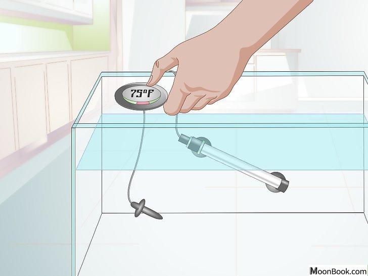以Care for a Fantail Goldfish Step 2为标题的图片