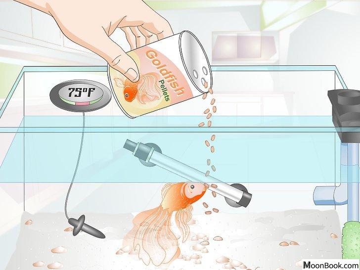 以Care for a Fantail Goldfish Step 5为标题的图片