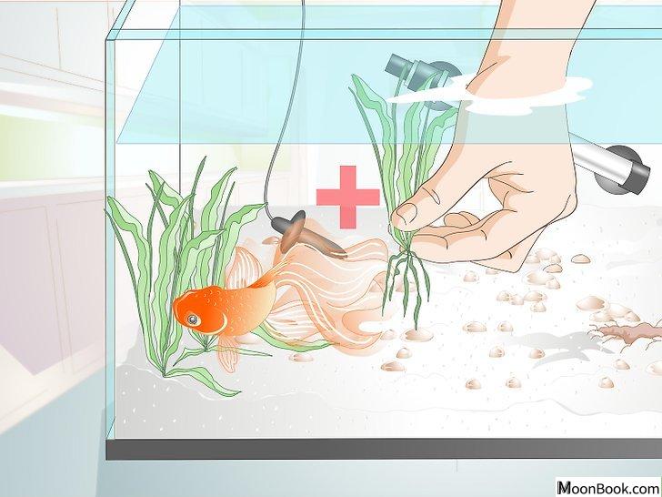 以Care for a Fantail Goldfish Step 6为标题的图片