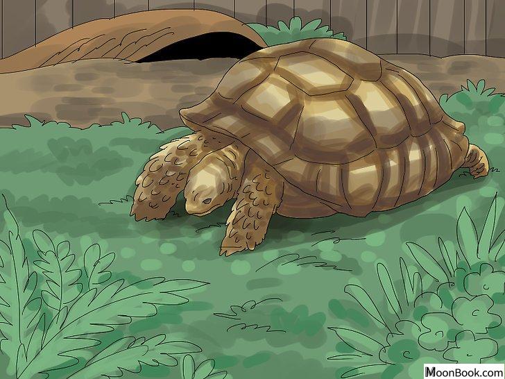 以Care for a Tortoise Step 14为标题的图片