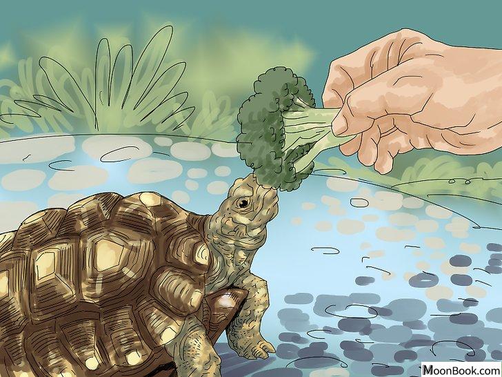 以Care for a Tortoise Step 4为标题的图片