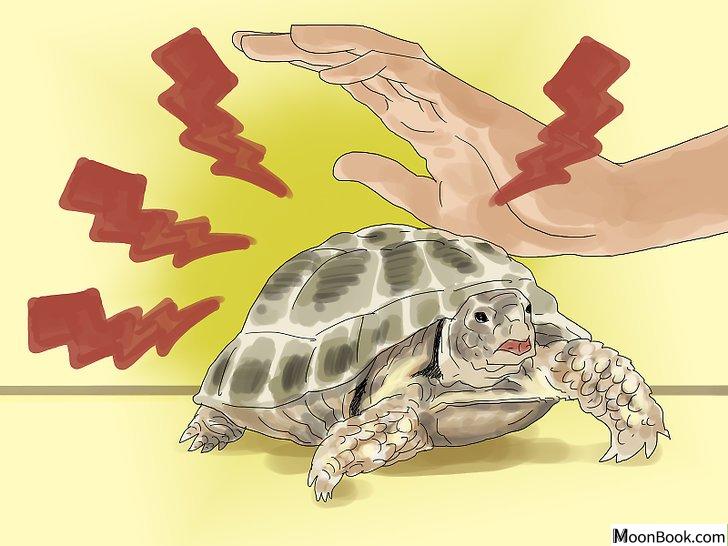 以Care for a Tortoise Step 6为标题的图片