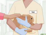 以Care for an Injured Rabbit Step 1为标题的图片