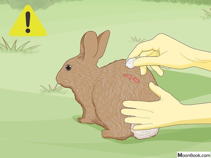 以Care for an Injured Rabbit Step 11为标题的图片