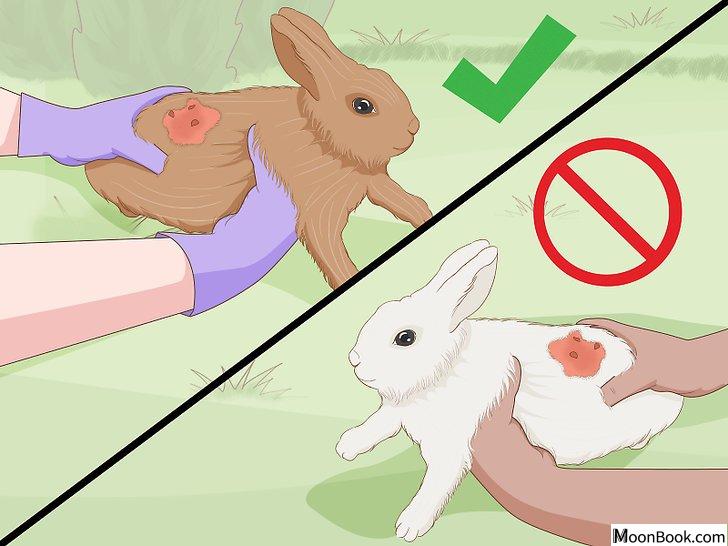 以Care for an Injured Rabbit Step 16为标题的图片