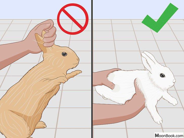 以Care for an Injured Rabbit Step 17为标题的图片