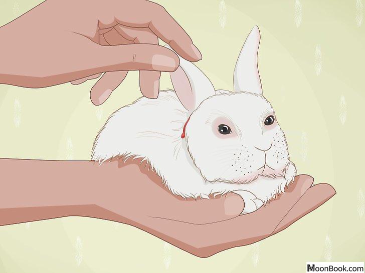 以Care for an Injured Rabbit Step 3为标题的图片