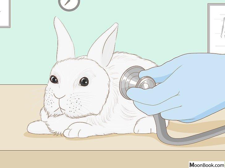 以Care for an Injured Rabbit Step 4为标题的图片