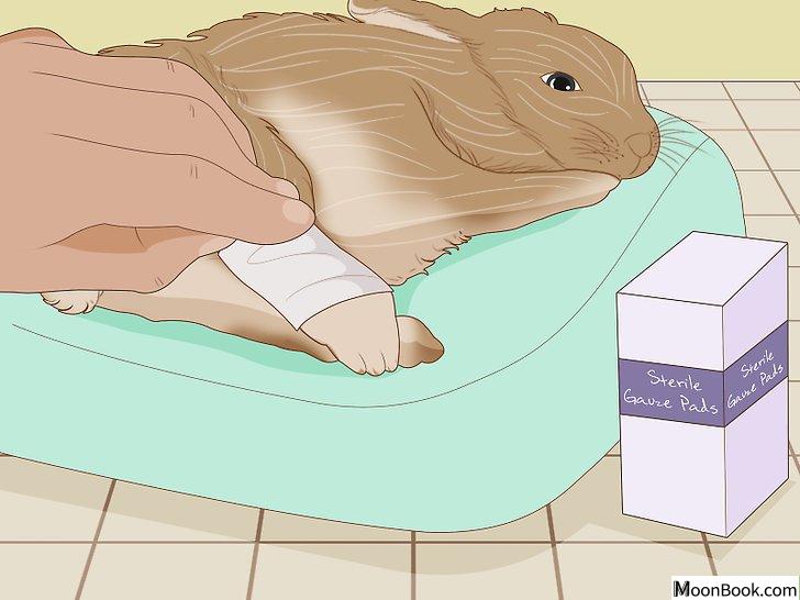 以Care for an Injured Rabbit Step 8为标题的图片