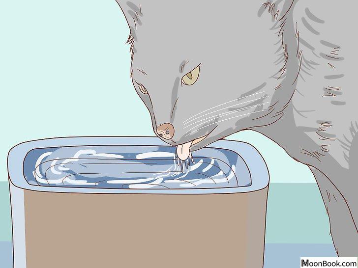 以Check Cats for Dehydration Step 2为标题的图片