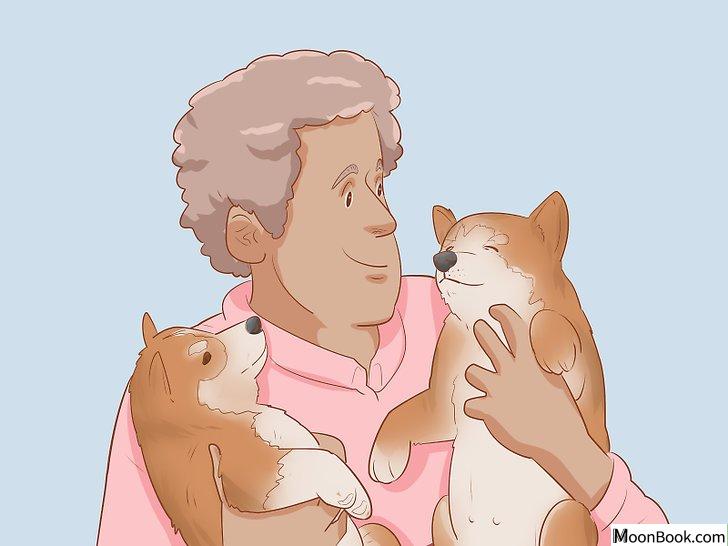 以Choose a Shiba Inu Puppy Step 10为标题的图片