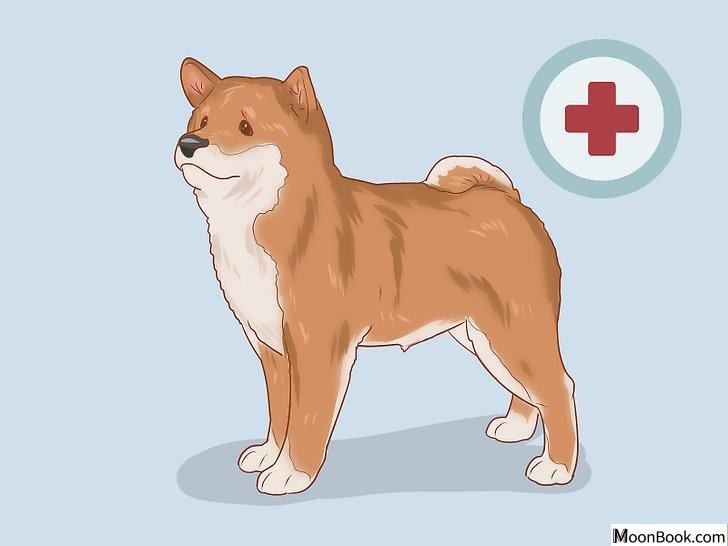 以Choose a Shiba Inu Puppy Step 12为标题的图片