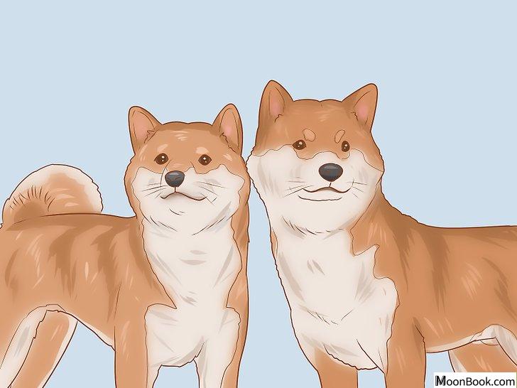 以Choose a Shiba Inu Puppy Step 13为标题的图片