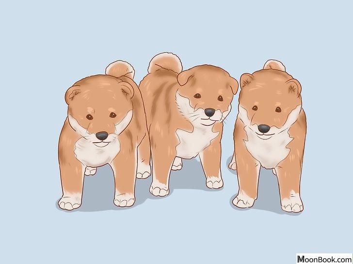 以Choose a Shiba Inu Puppy Step 14为标题的图片