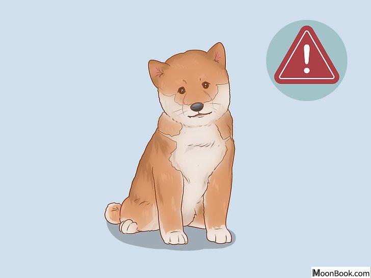 以Choose a Shiba Inu Puppy Step 15为标题的图片