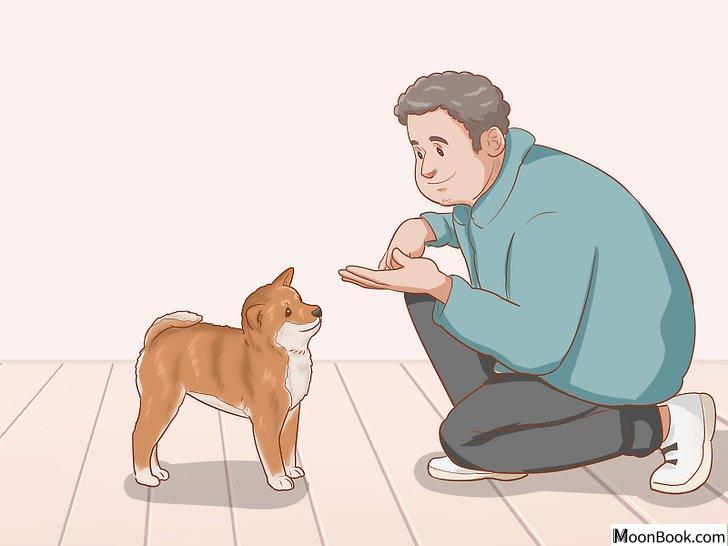以Choose a Shiba Inu Puppy Step 16为标题的图片