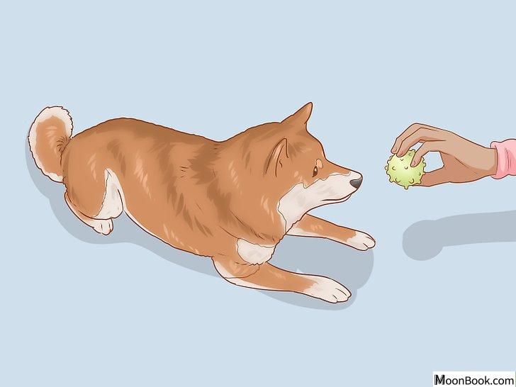 以Choose a Shiba Inu Puppy Step 18为标题的图片