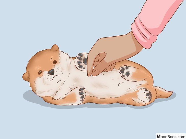以Choose a Shiba Inu Puppy Step 19为标题的图片