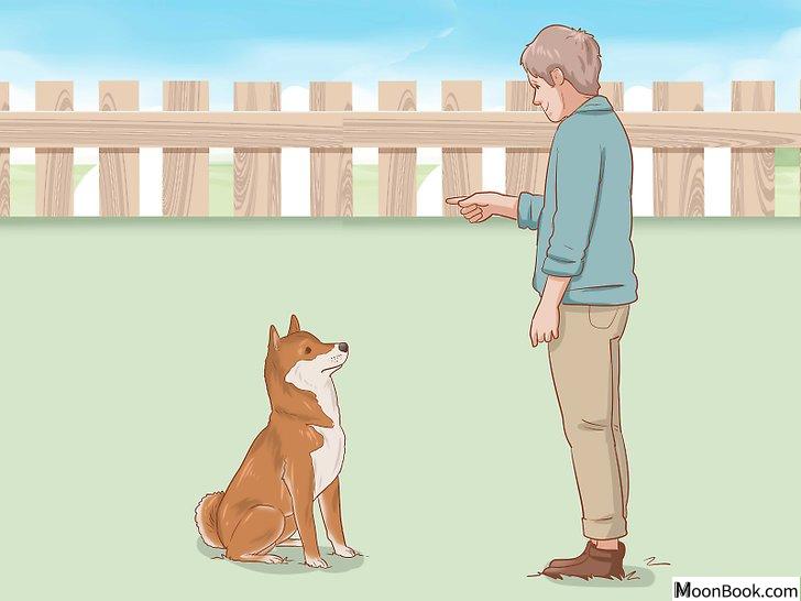 以Choose a Shiba Inu Puppy Step 2为标题的图片