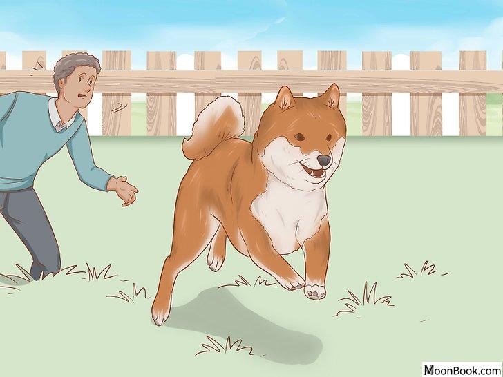 以Choose a Shiba Inu Puppy Step 3为标题的图片