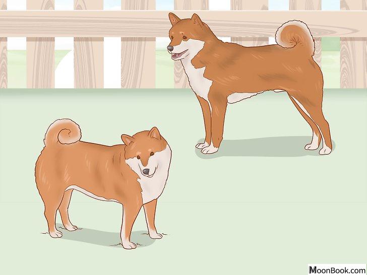 以Choose a Shiba Inu Puppy Step 6为标题的图片