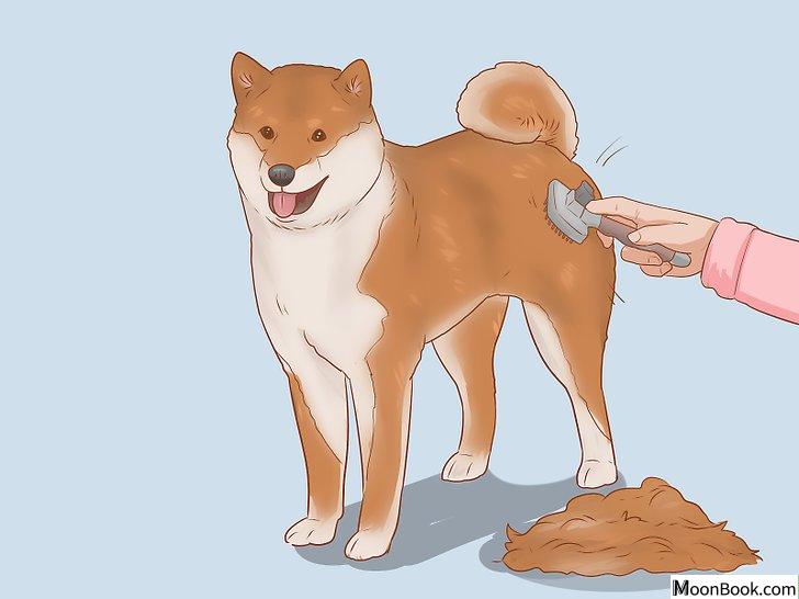 以Choose a Shiba Inu Puppy Step 7为标题的图片
